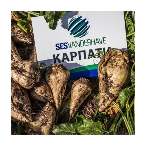 Насіння овочів КАРПАТИ стійкі сорти в м. Рівне, від Агропідтримки