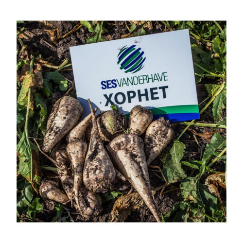 Насіння овочів Хорнет для високого врожаю в м. Рівне, від Агропідтримки